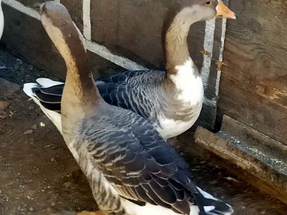 Продаю 3 гусынь Серые