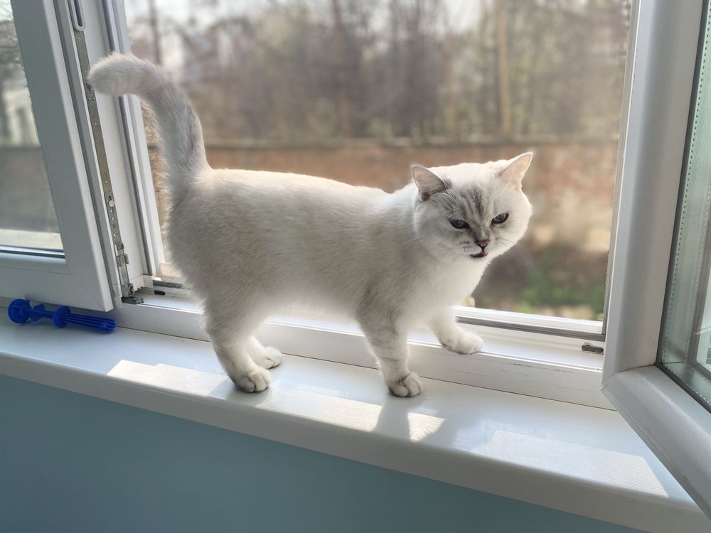 Родословна британска късокосместа котка Сребърна чинчила