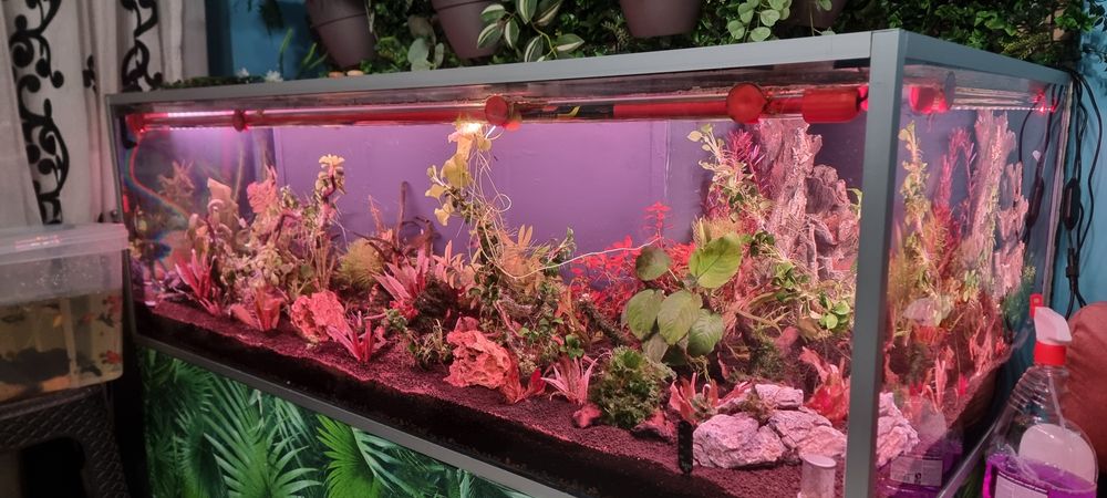 Urgent plante acvariu ,filtre ,lampe Chihiros..etc