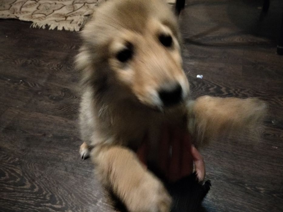 Отдам щенка мальчик срочно!!!