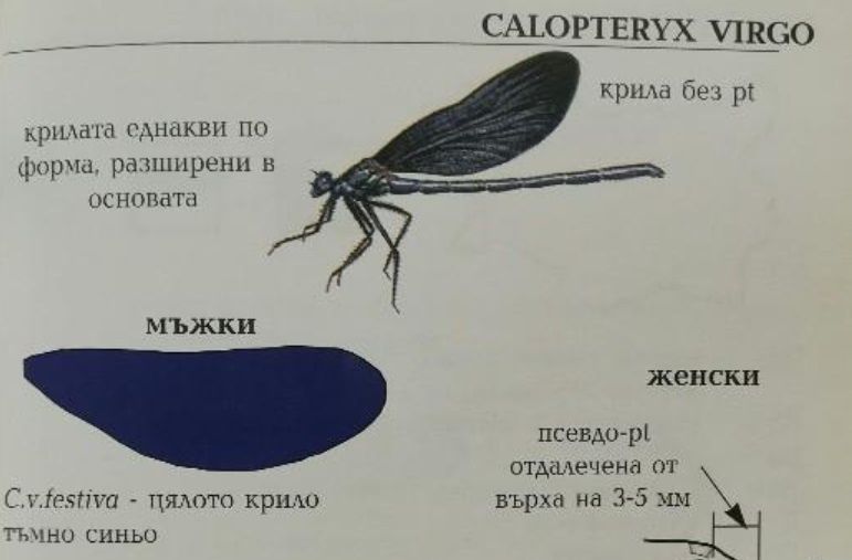 Джобен полеви определител на водните кончета на България