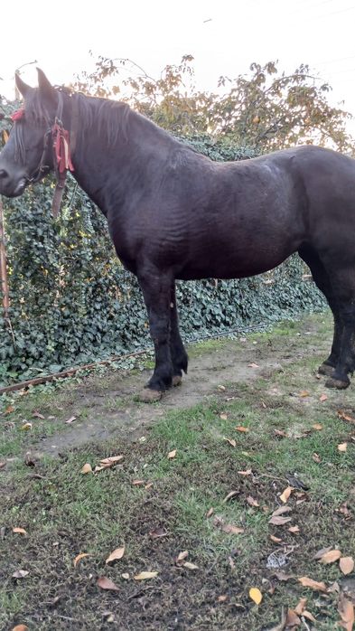 Iapă de vânzare foarte cuminte