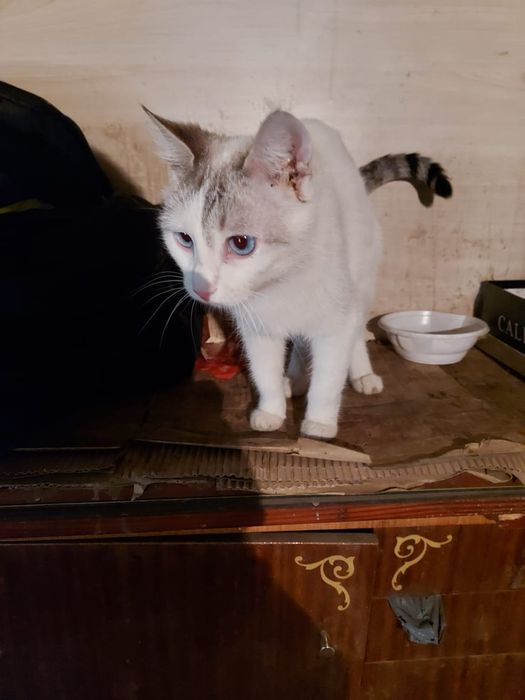 Отдадим кошечку в добрые руки.