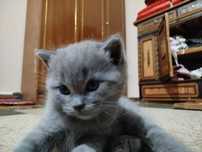 Котята скотиш страйт