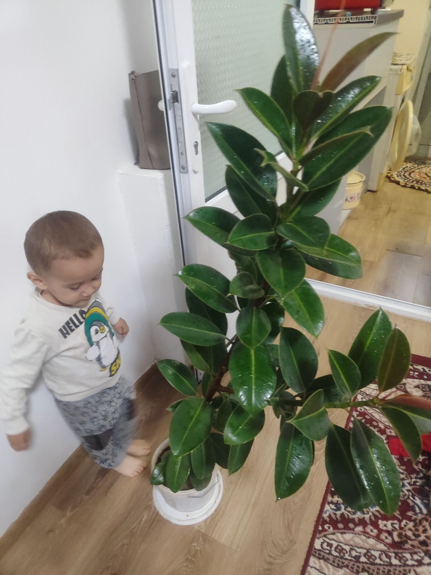 Xona gullari sotiladi