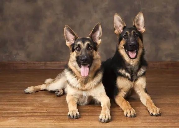 Собака овчарка щенок