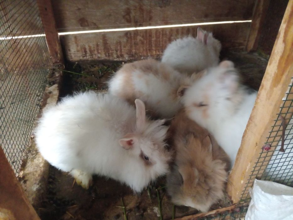 Iepuri pitici și pufoși