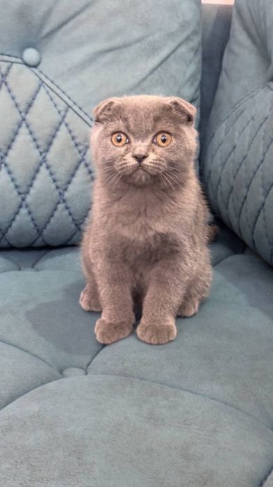 Skotish fold mushukcha