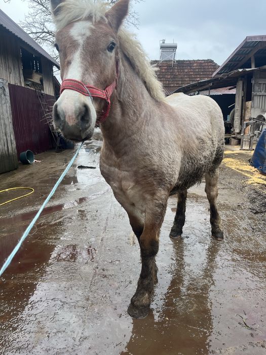 Vând mânză de 8 luni