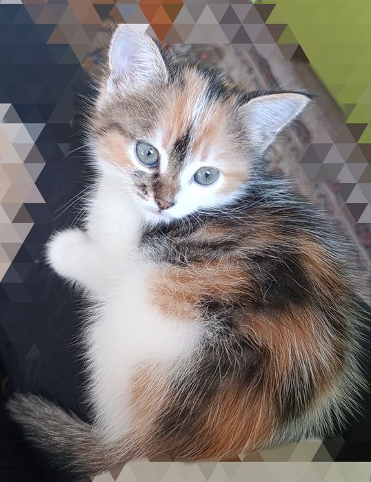 Бесплатно милая Кошечка