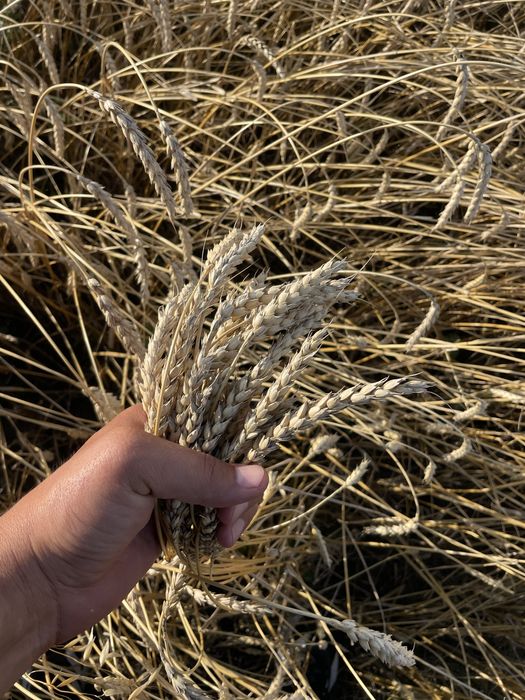 Продам землю 500 гектар, зябь провели