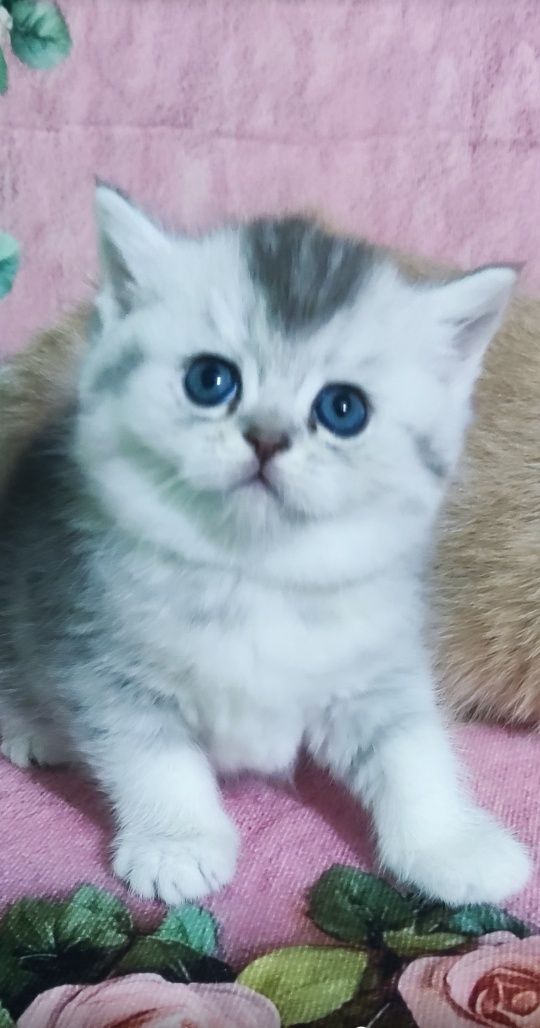 Шотландский скотиш страйт