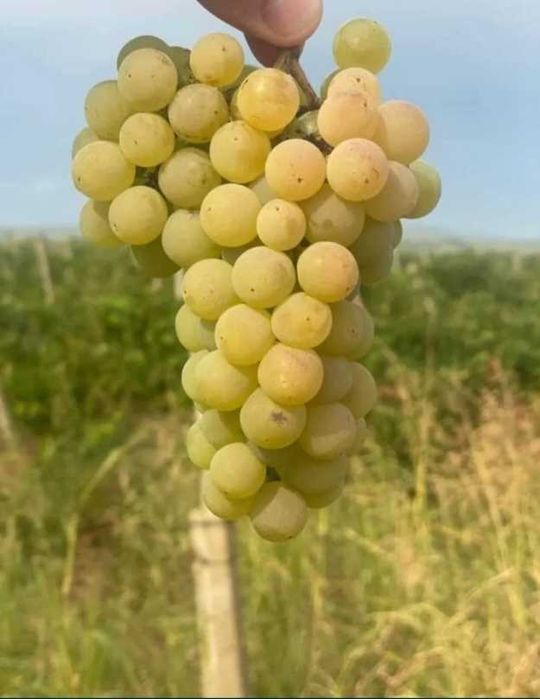 Struguri de vânzare