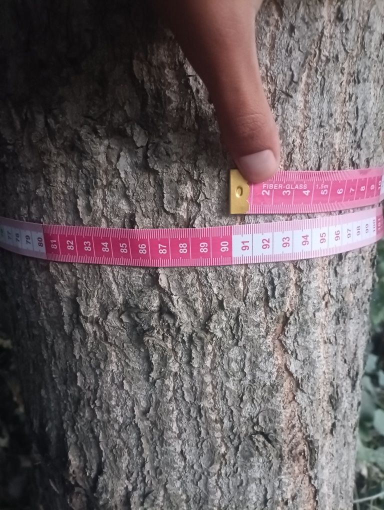 Terak daraxtlari