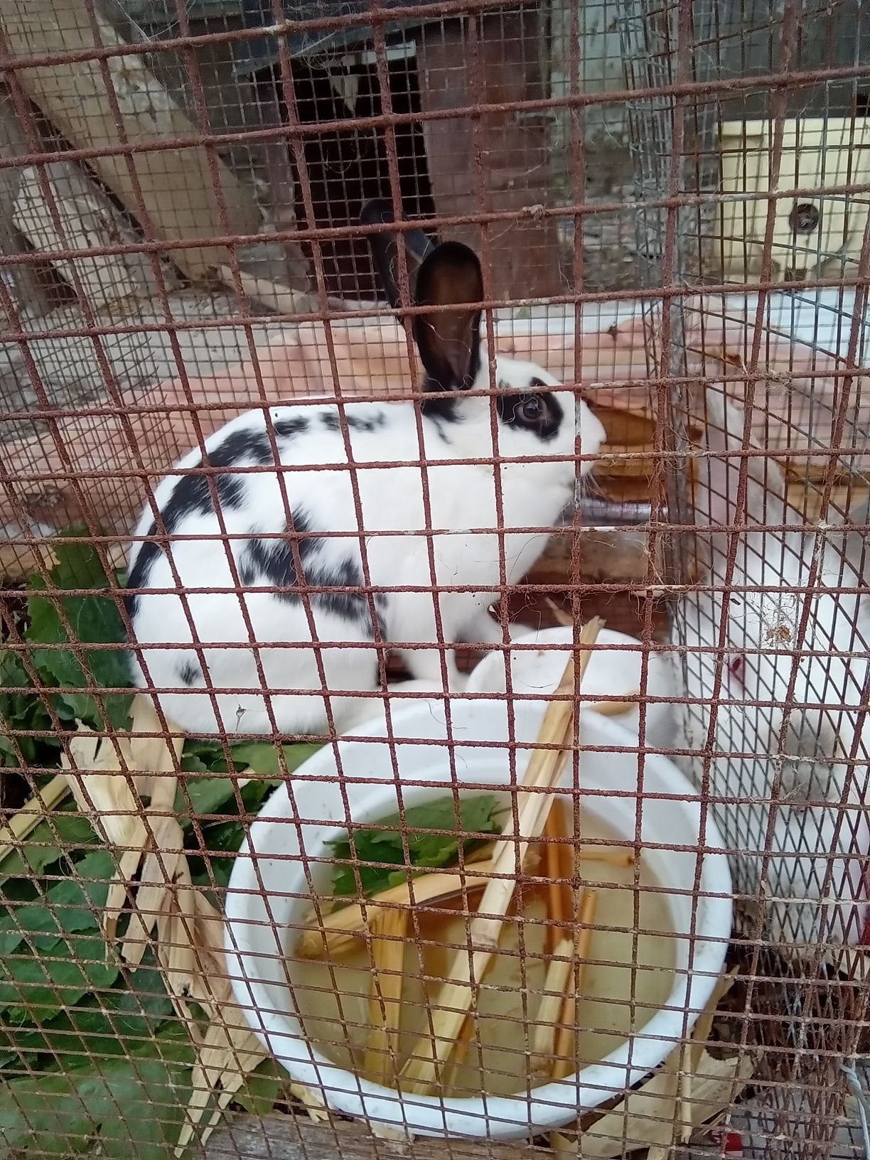 Quyonlar sotiladi