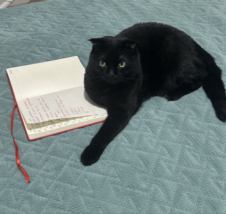 Отдам кота в хорошую семью