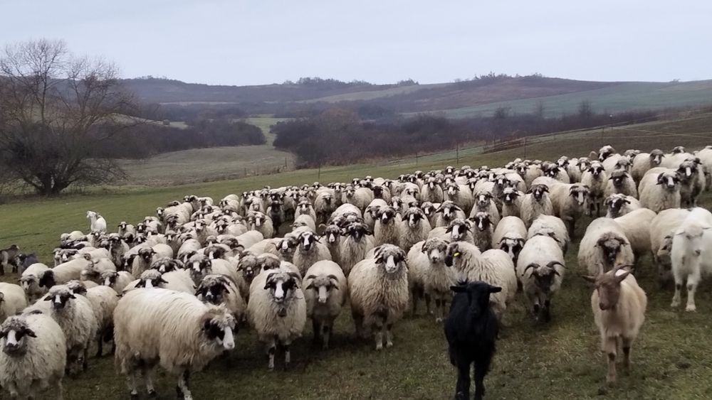 Oi breze de vânzare