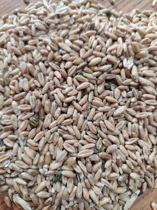 Пшеница только оптом 100тг