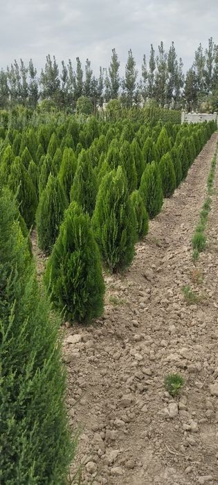 Арчалар 7 хил турдаги сорт ва хар хил фигурали куринишда.