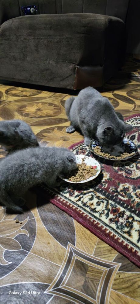 кот и котёнок мать и дитя