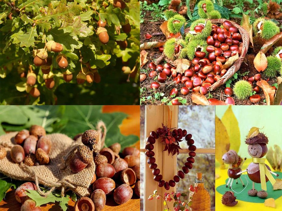Ghinde de stejar castane comestibile si salbatice fructe maces paducel