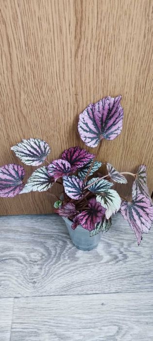 Цветя за продажба!