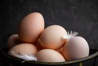 Яйца домашние Сарыкемер