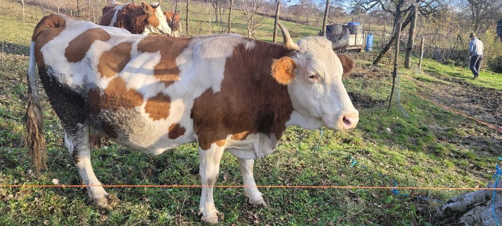 Vand vaca buna de lapte