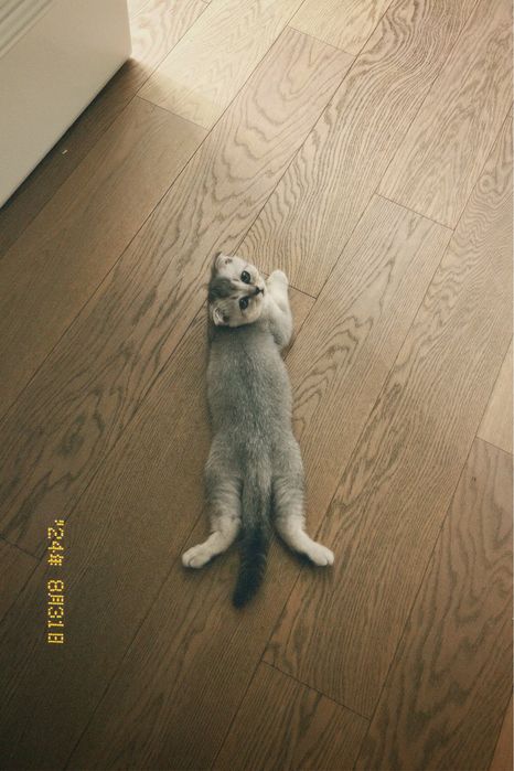 Продам шотландского кота ( скотиш фолд)