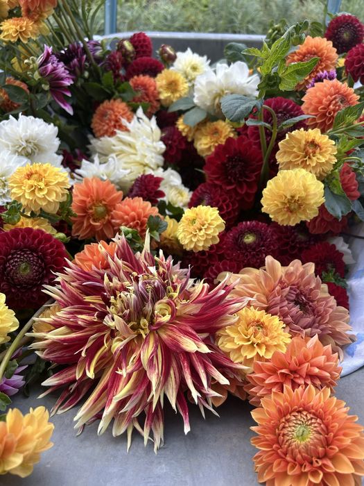 Dalii mix bulbi divers colorati