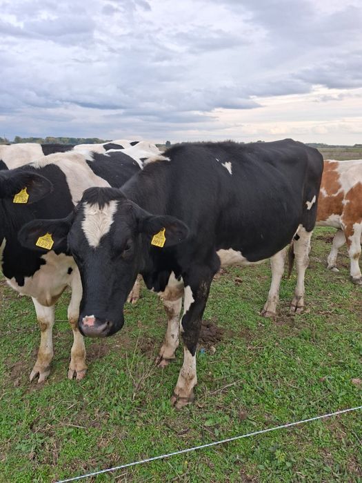 Vând Junici Holstein cu certificat de origine