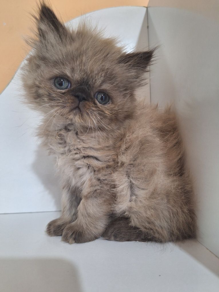 Персийски котенца