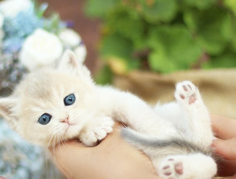 леловое и голубое золото