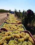 Vand Struguri de Vin