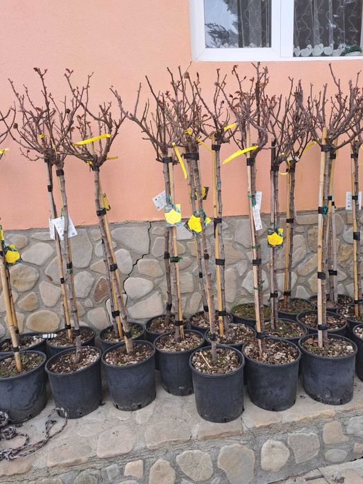 Tuia leylandi, smarald, spirală, pon pon, magnolie, gazon, palmieri