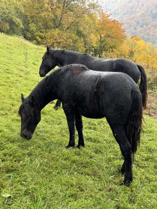 Cai de vânzare  mai multe detali la telefon.