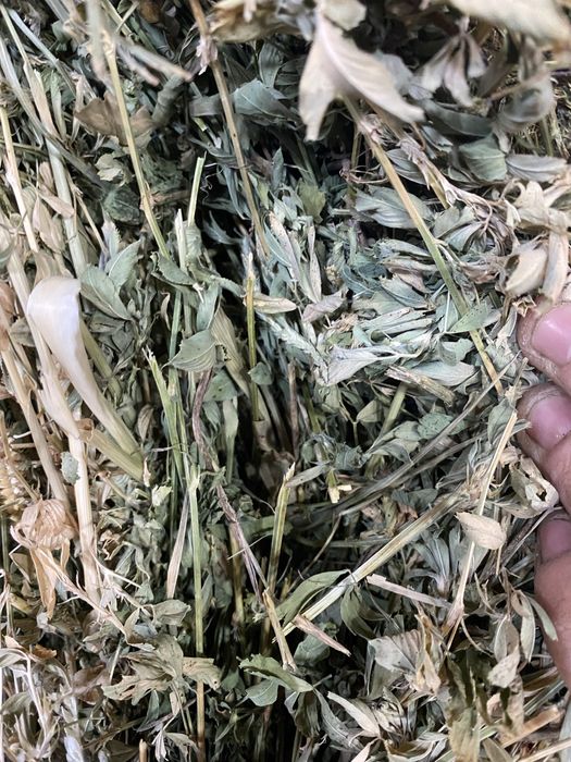 Baloti lucerna Coasa 5 calitate super cantitate 50 transport posibil !