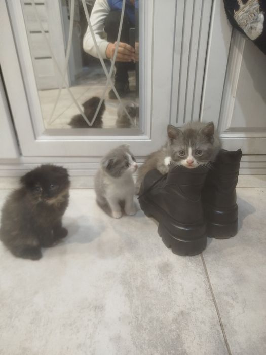 Отдам котят в добрые руки