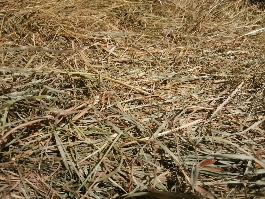 Vând Balot rotund fân sau schimb cu grâu