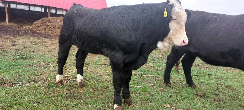 Tauras Baltata romaneasca Neagra