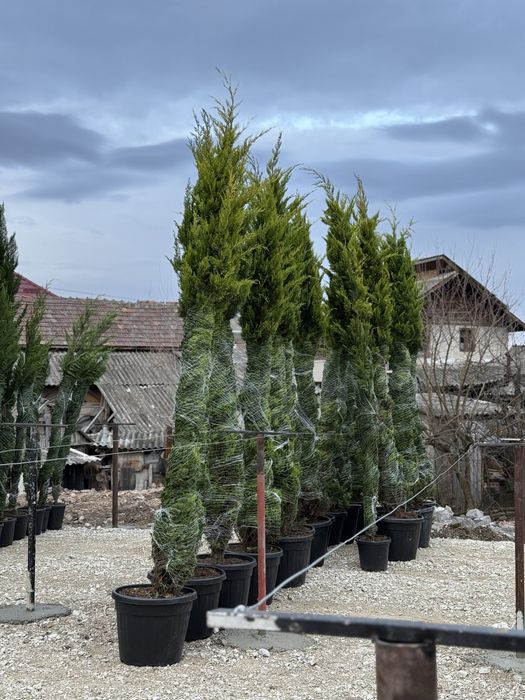 Vand leylabdi gold/leylandi calitate extra