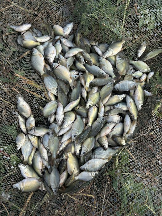 Продавам зарибител Шаран от 100г до 350