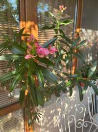 Цвете зокум (олеандър) светло розови цветчета и палма драцена