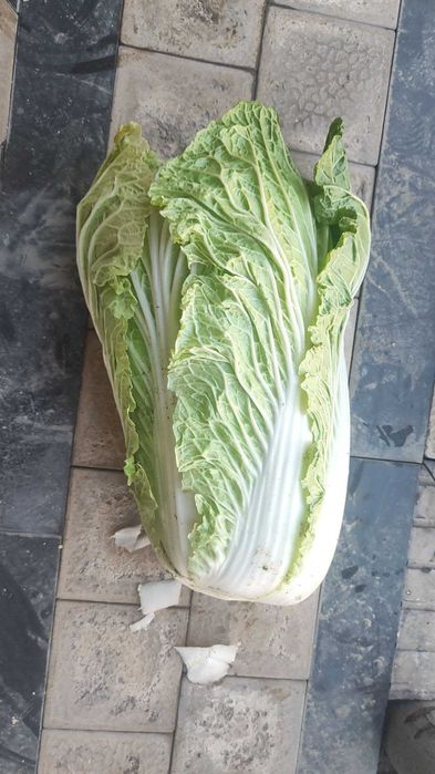 Пекинская капуста