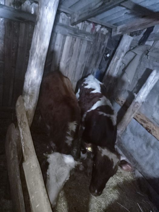 Продам подсосных телят