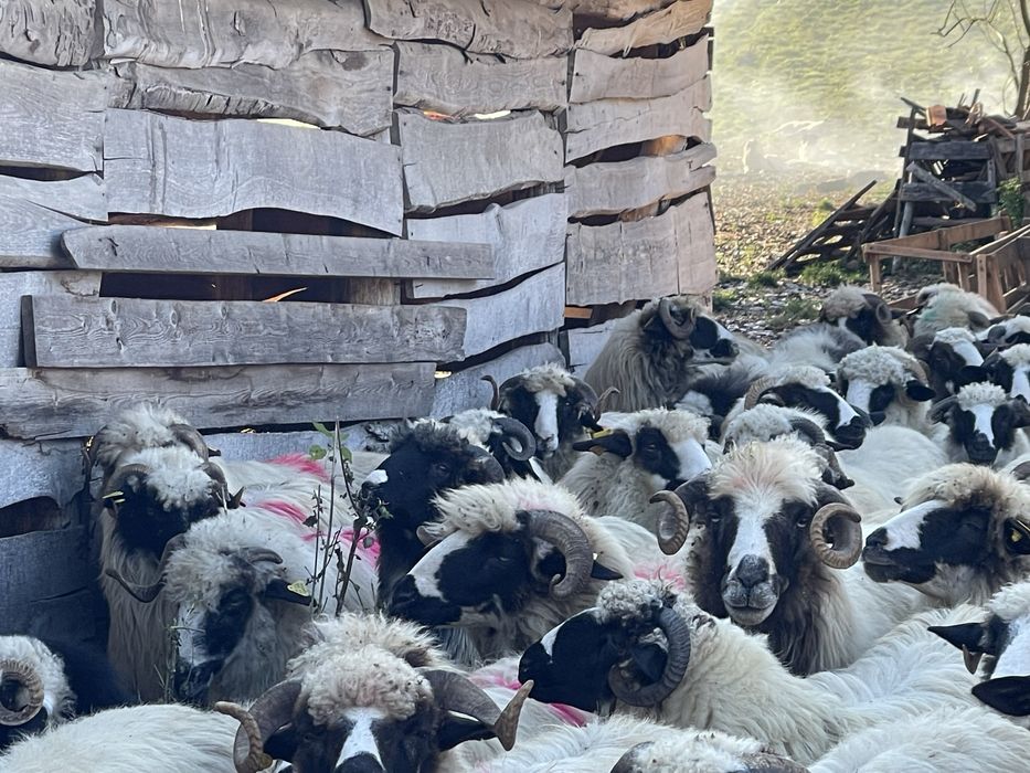 Anunț de vanzare :oi breze