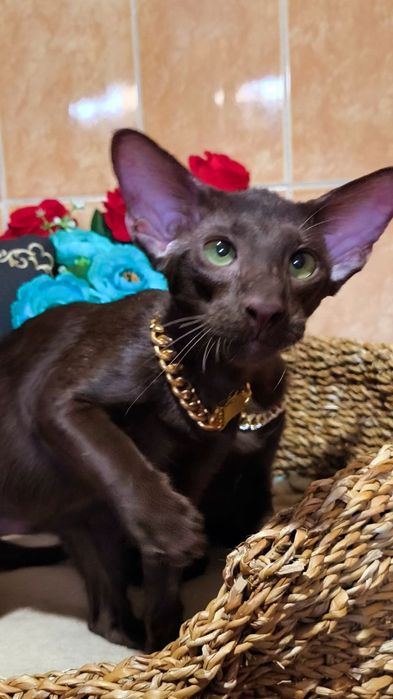 Шоколадный Ориентал - кот , а так же котята