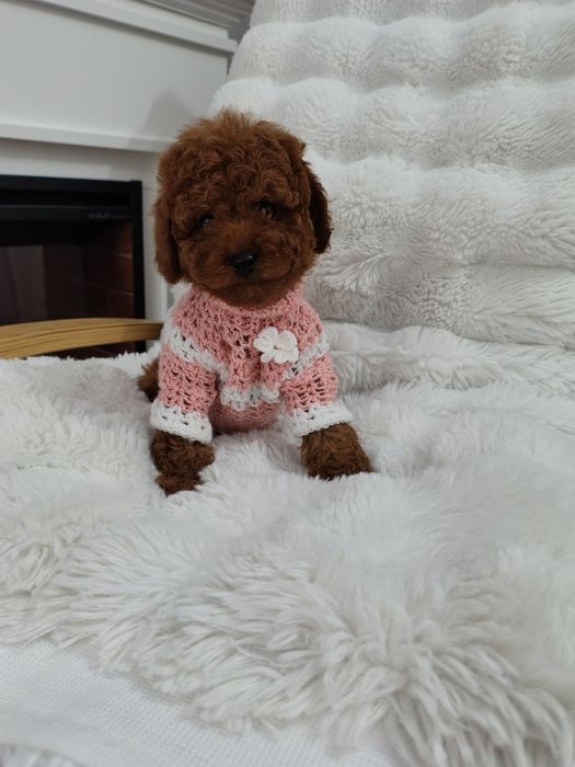 Disponibila femela pudel talie mica