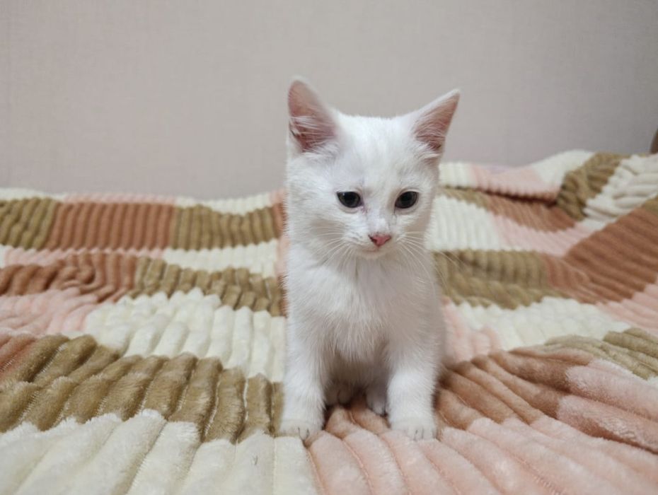 Кошечка два месяца