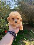 Pui Maltipoo baiat 2 luni